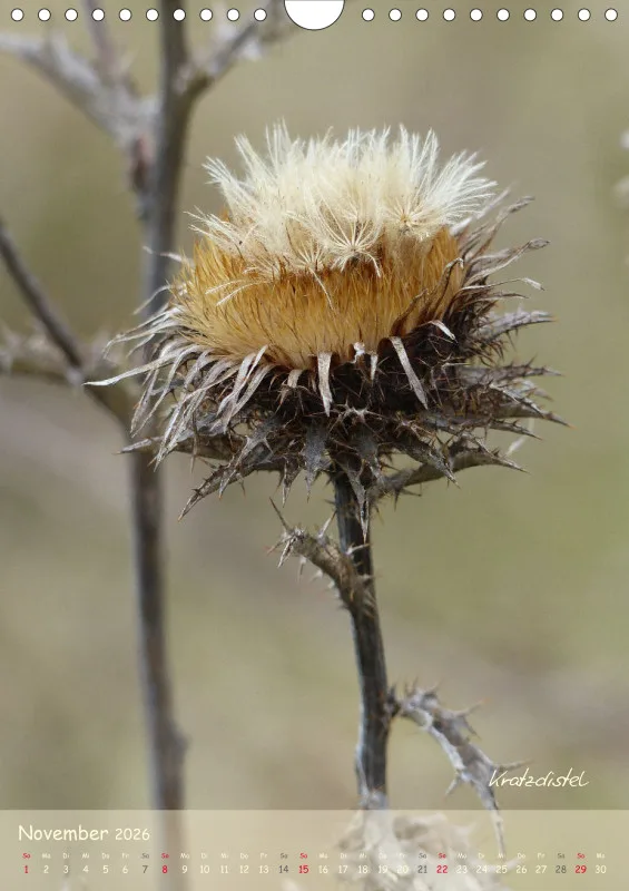 Allerweltspflanzen - wunderschön