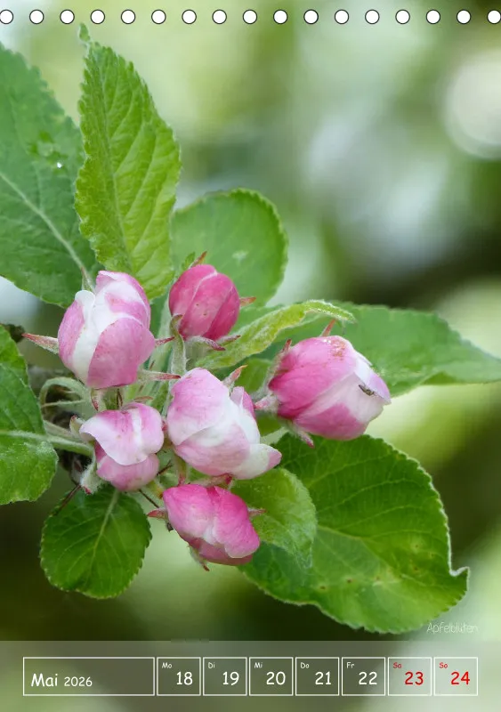 Gartenbilderbuch II