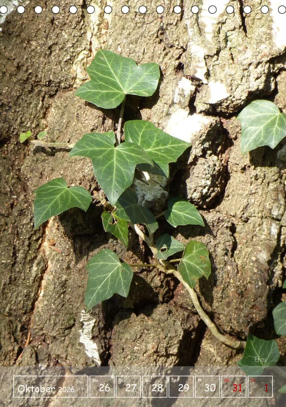Gartenbilderbuch II