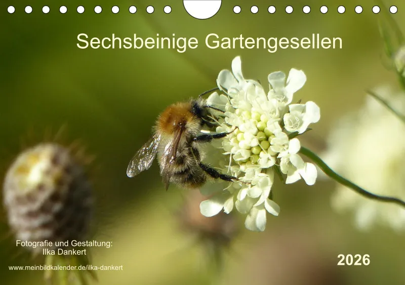 Sechsbeinige Gartengesellen