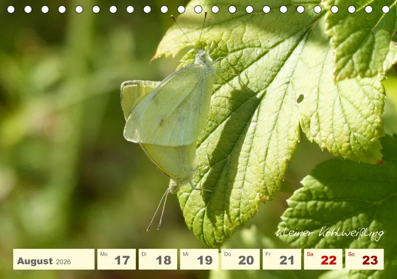 Gartenbilderbuch V