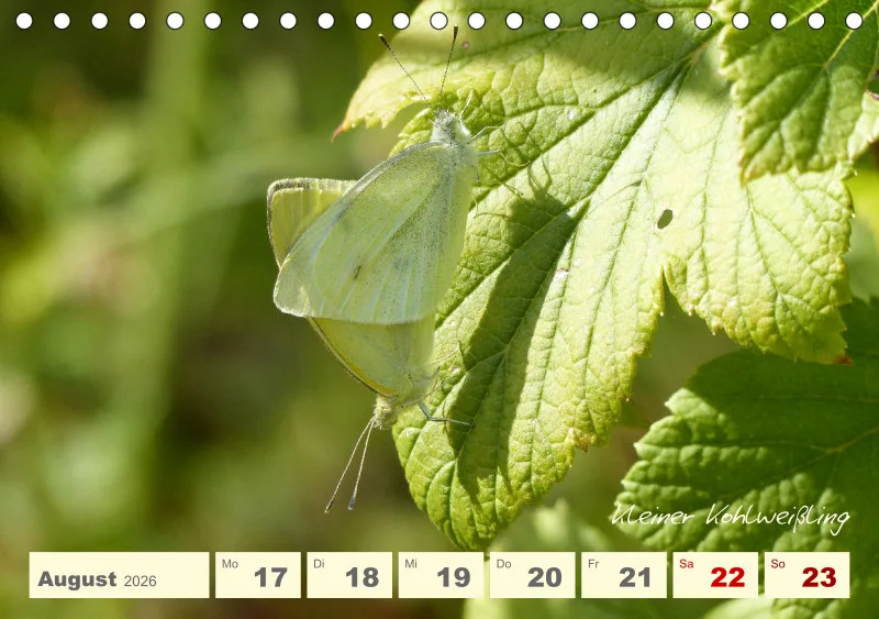 Gartenbilderbuch V