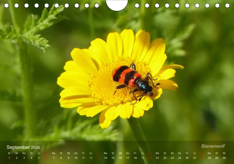 Sechsbeinige Gartengesellen