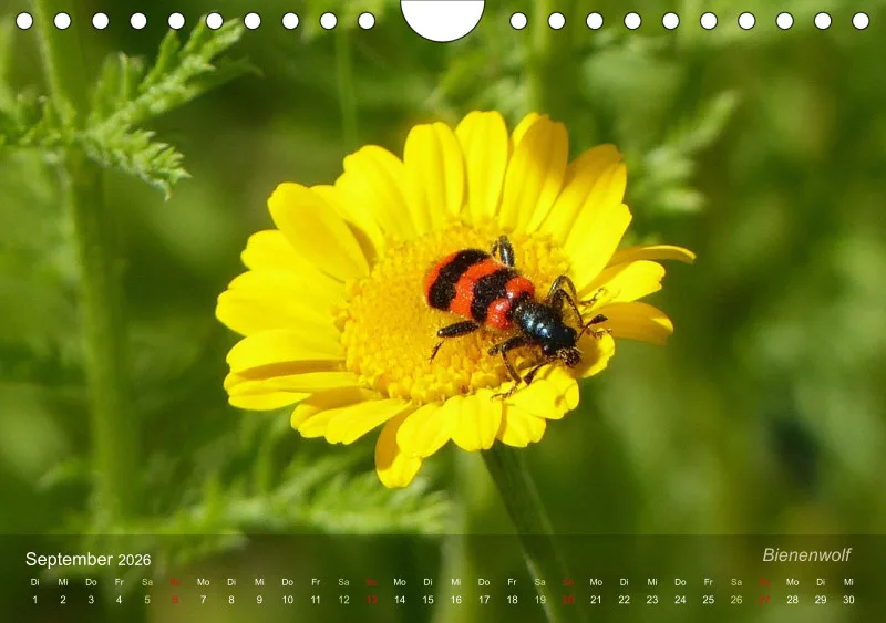 Sechsbeinige Gartengesellen