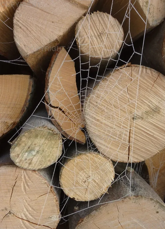 Grußkarte / Spinnenweben vor Holz