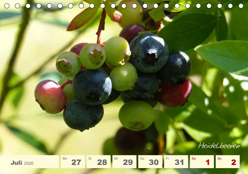Gartenbilderbuch V