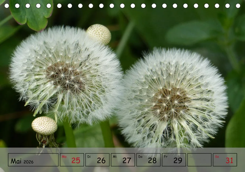 Gartenbilderbuch IV