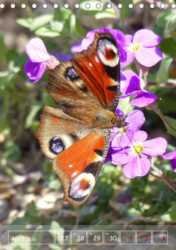 Gartenbilderbuch II