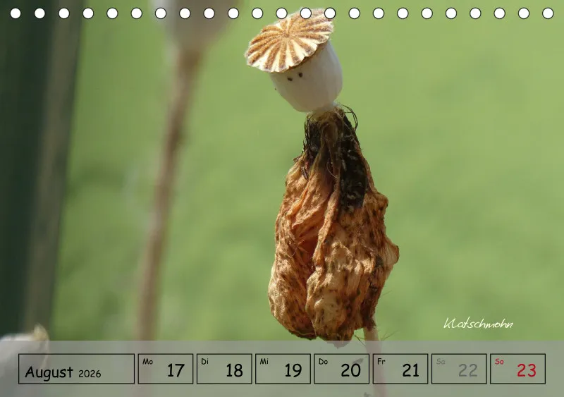 Gartenbilderbuch IV
