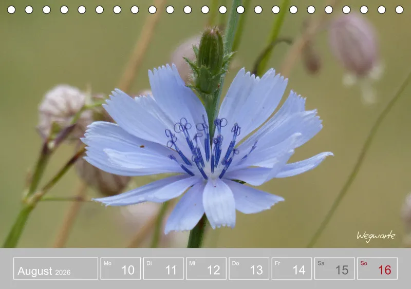 Gartenbilderbuch III