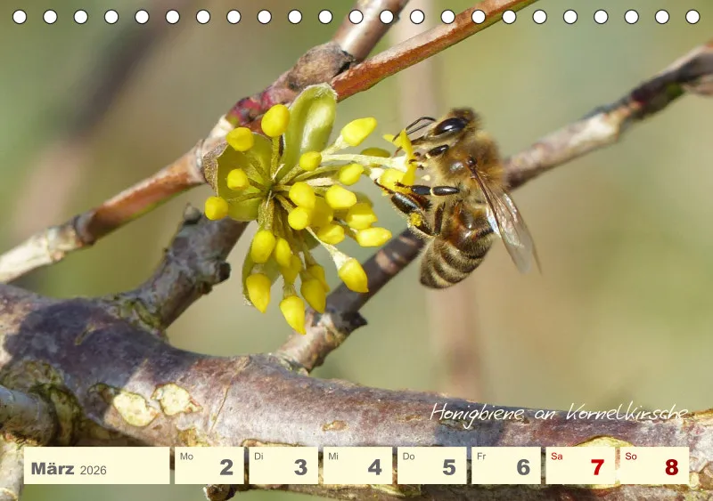 Gartenbilderbuch V