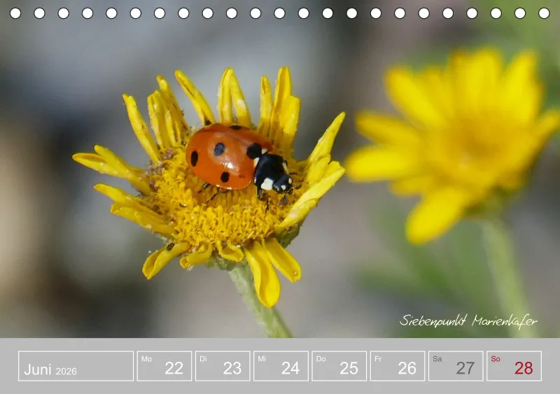 Gartenbilderbuch III
