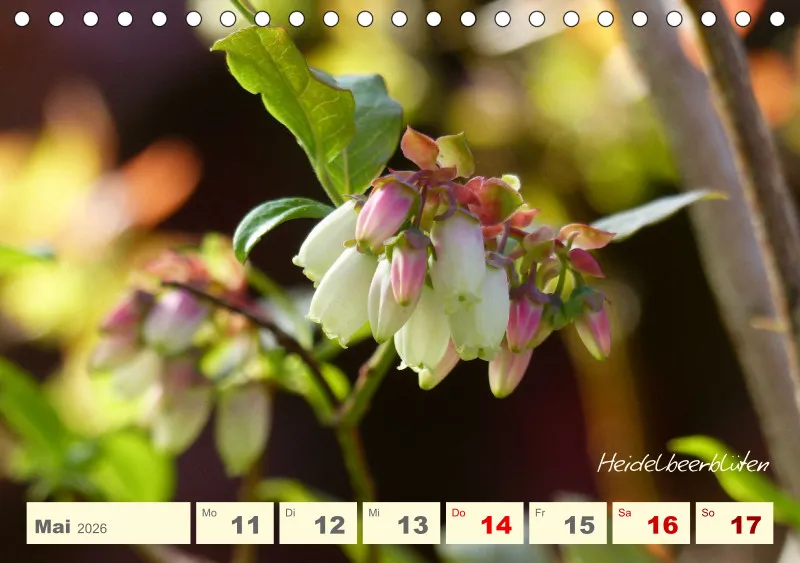 Gartenbilderbuch V