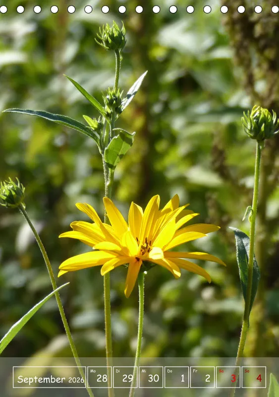 Gartenbilderbuch II