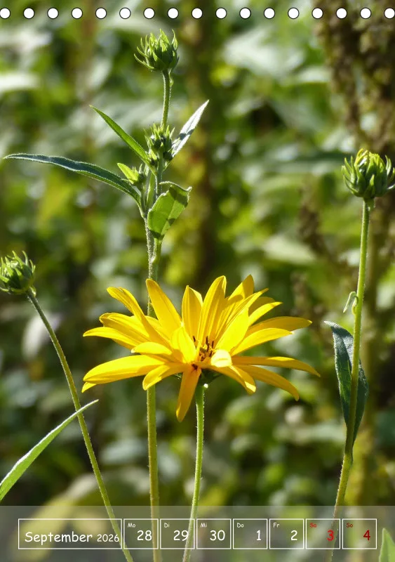 Gartenbilderbuch II