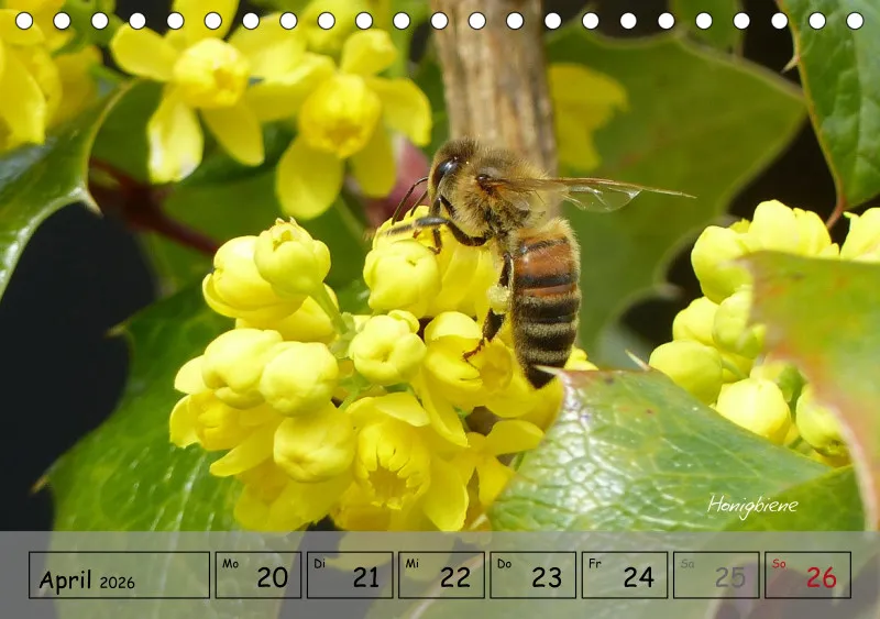 Gartenbilderbuch IV