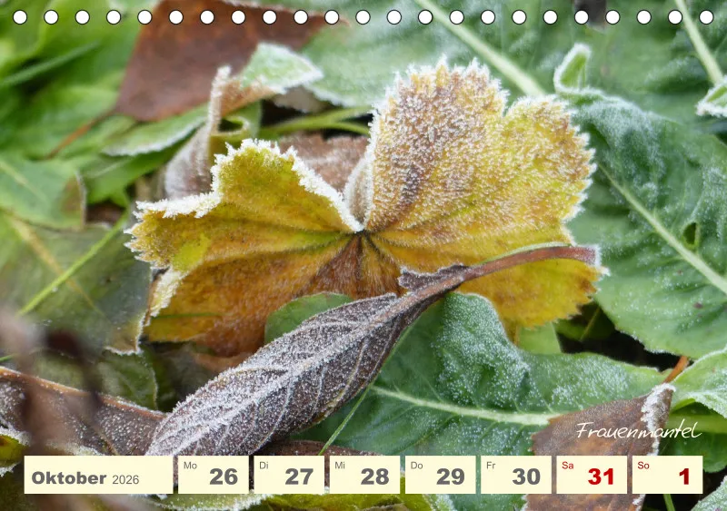 Gartenbilderbuch V