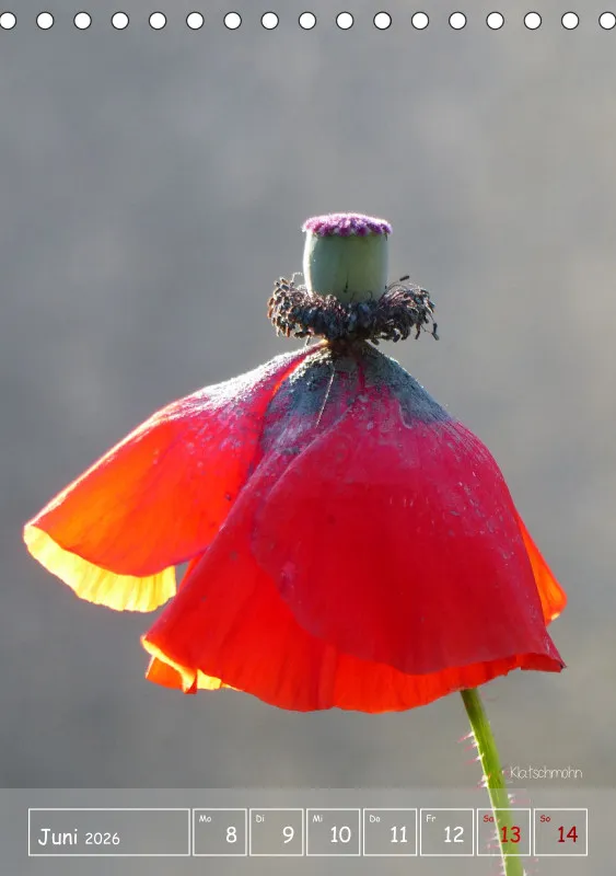 Gartenbilderbuch II