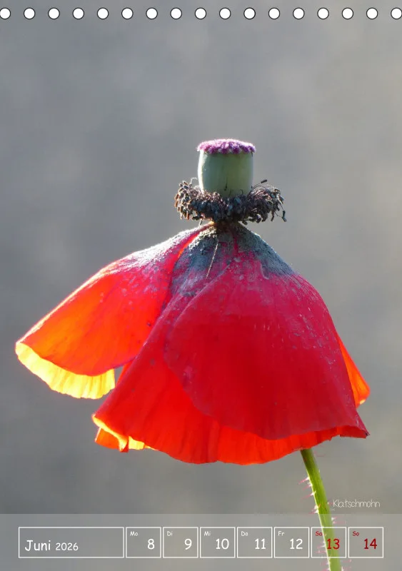 Gartenbilderbuch II