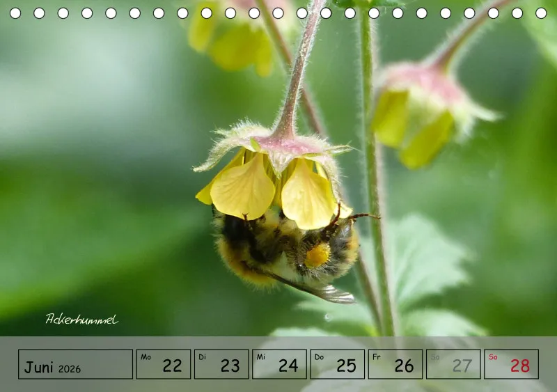 Gartenbilderbuch IV