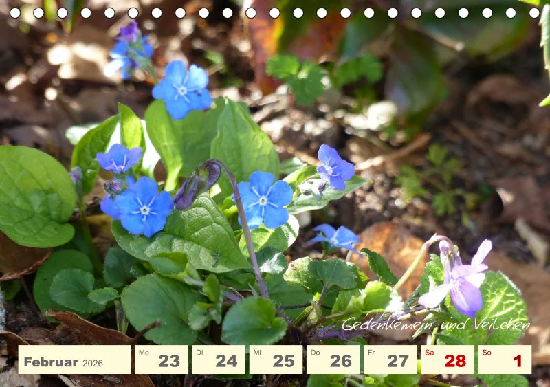 Gartenbilderbuch V