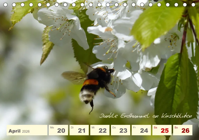 Gartenbilderbuch V