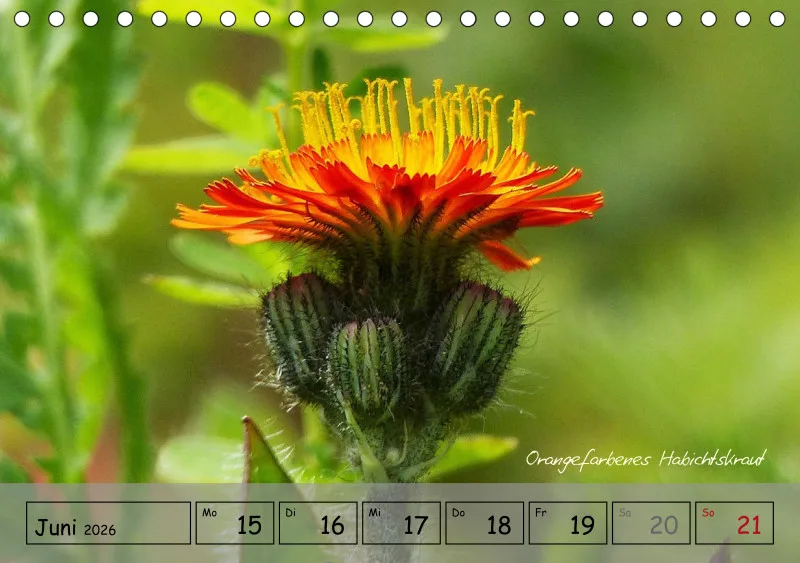 Gartenbilderbuch IV