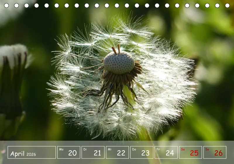 Gartenbilderbuch VI