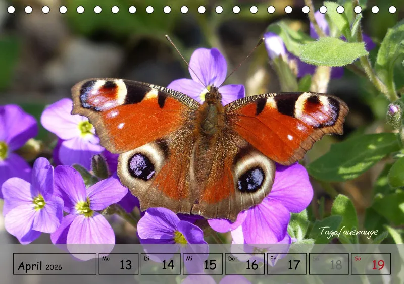 Gartenbilderbuch IV