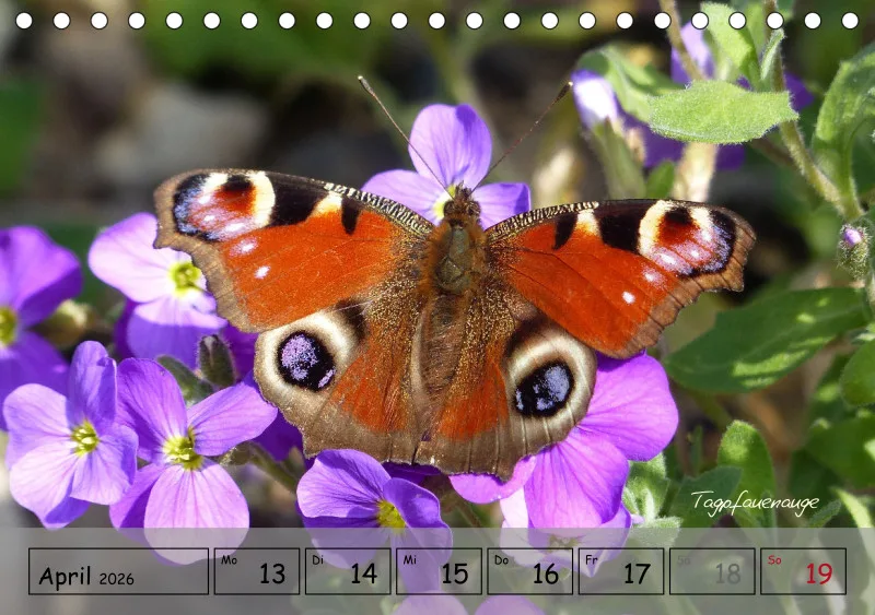 Gartenbilderbuch IV