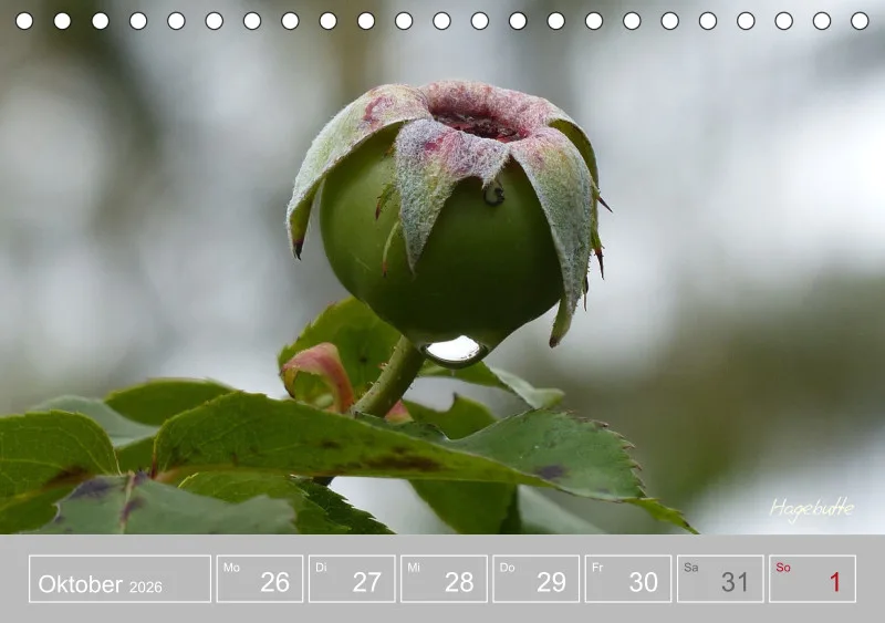 Gartenbilderbuch III