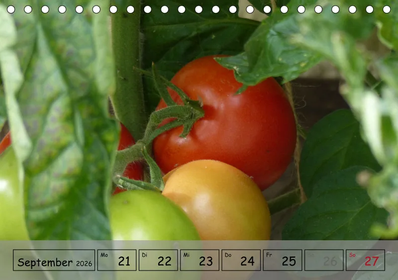 Gartenbilderbuch IV