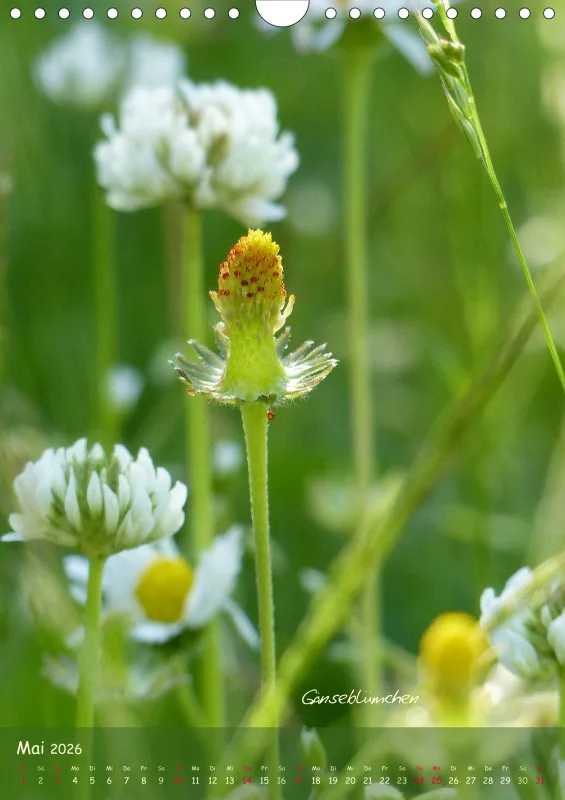 Allerweltspflanzen - wunderschön