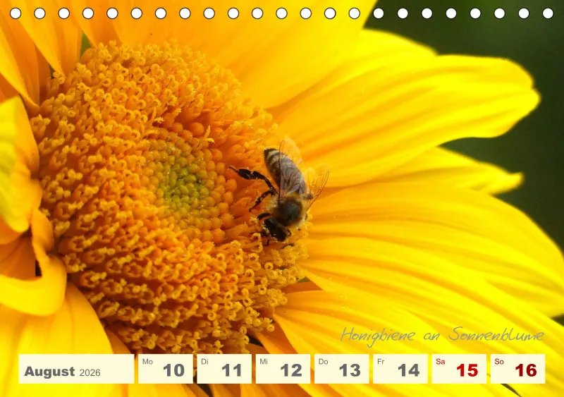 Gartenbilderbuch V