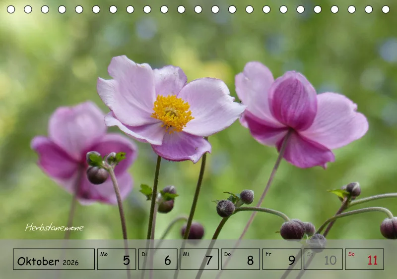 Gartenbilderbuch IV