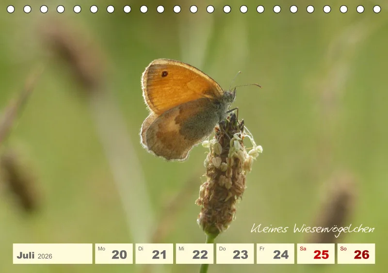 Gartenbilderbuch V