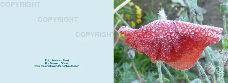 Klappkarte / Mohn, gefrostet