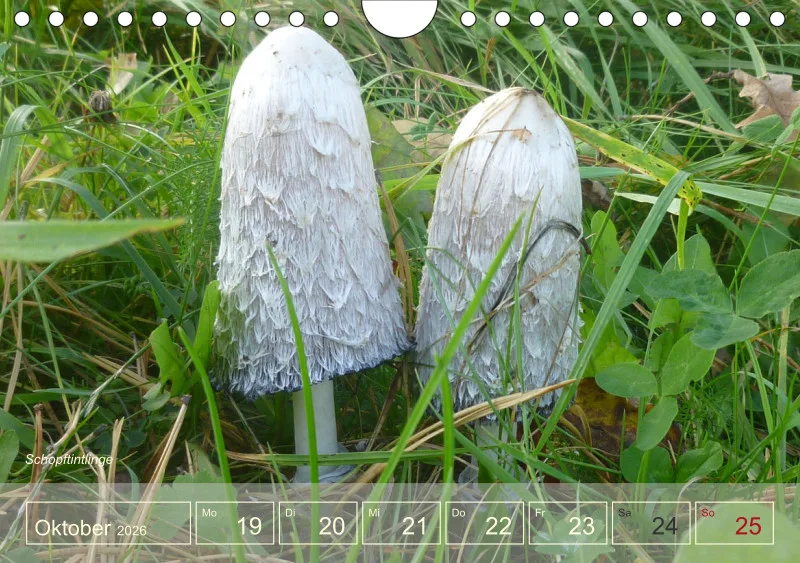 Gartenbilderbuch I
