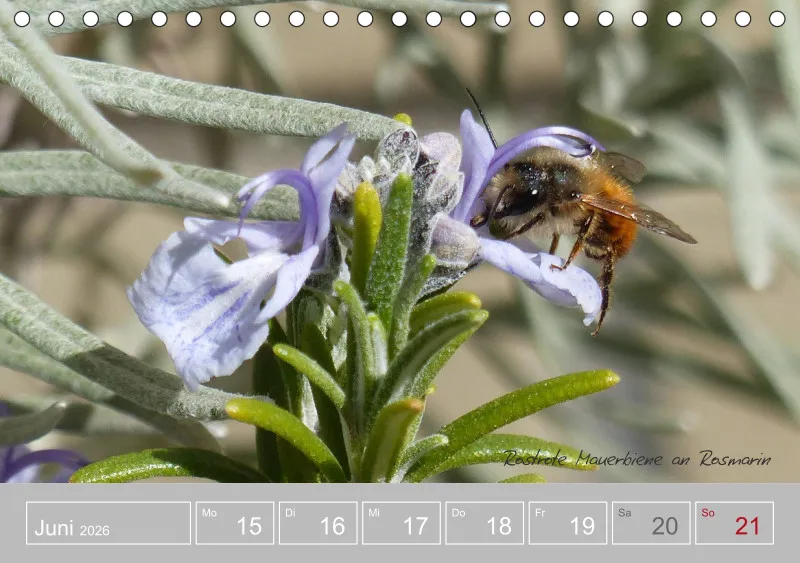 Gartenbilderbuch III