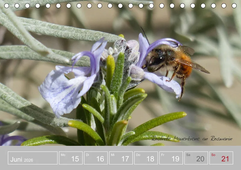 Gartenbilderbuch III