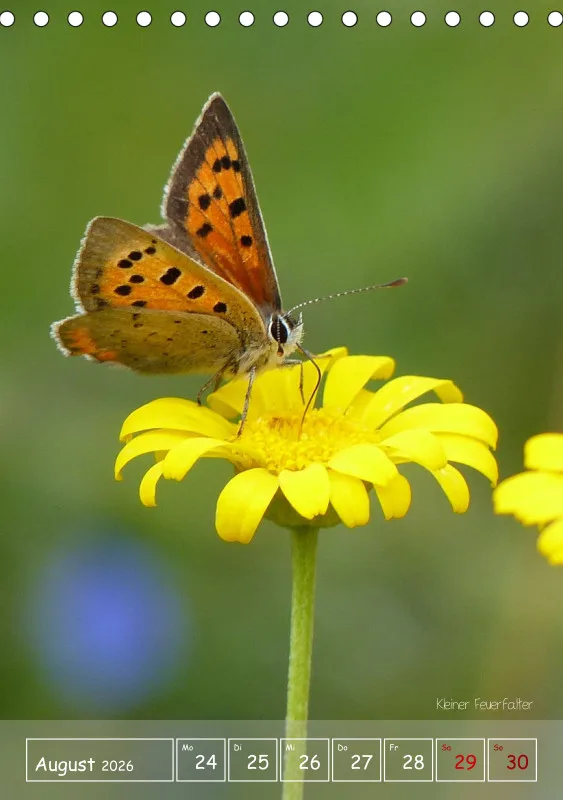Gartenbilderbuch II