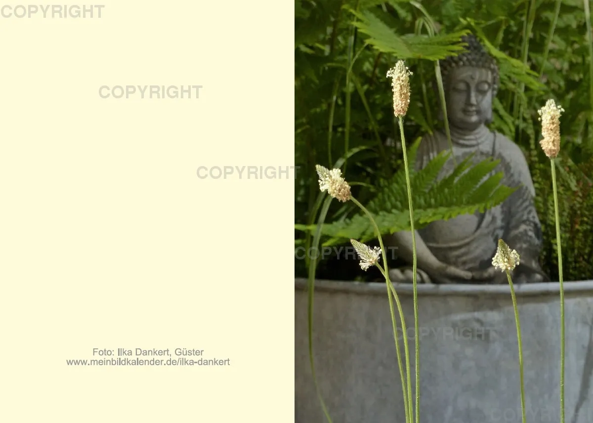 Klappkarte / Spitzwegerich vor Buddha
