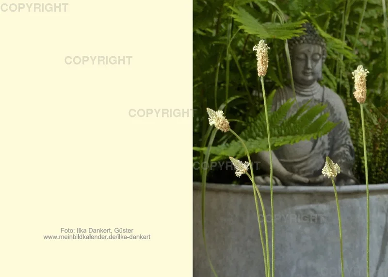 Klappkarte / Spitzwegerich vor Buddha