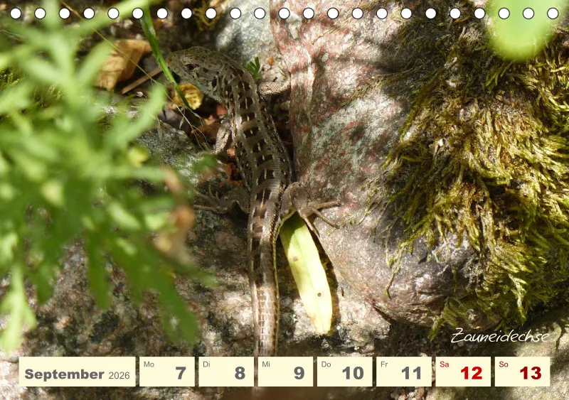 Gartenbilderbuch V
