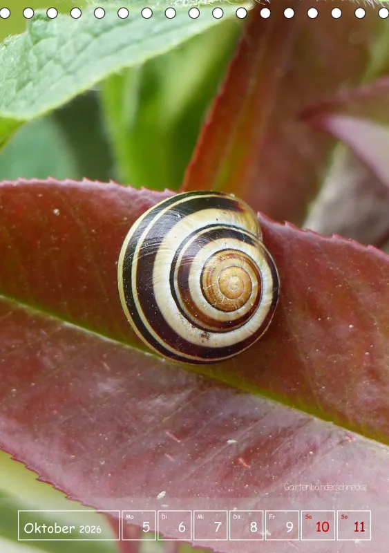 Gartenbilderbuch II
