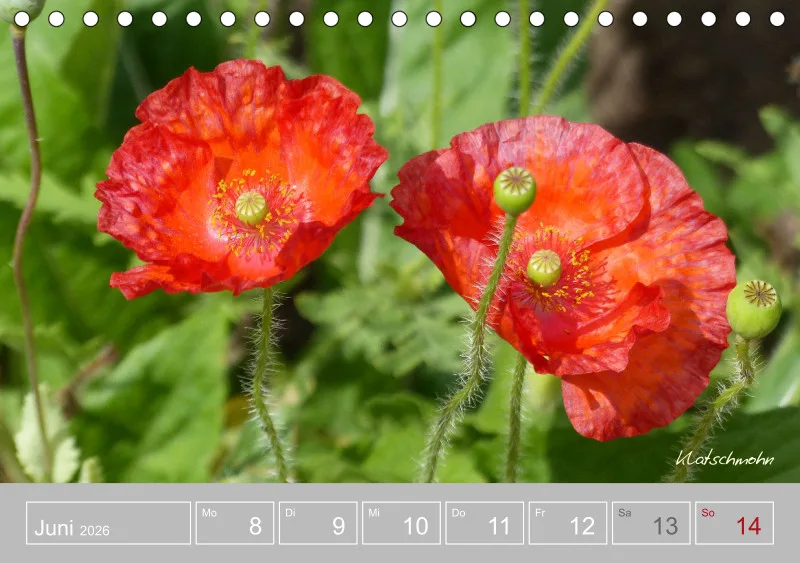 Gartenbilderbuch III