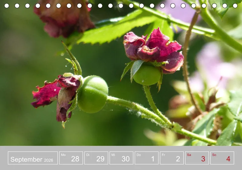 Gartenbilderbuch III