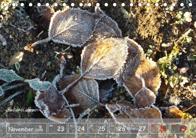 Gartenbilderbuch VI