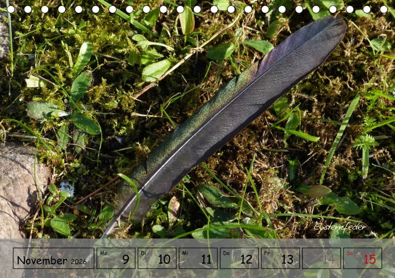 Gartenbilderbuch IV