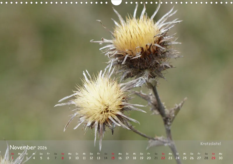 Allerweltspflanzen - wunderschön!